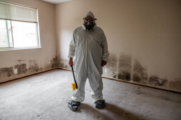 Best Emergency Mold Remediation  in Clinton, MI